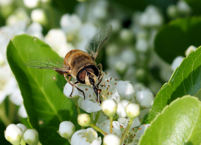 Eristalis tenax M (Syrfidae).